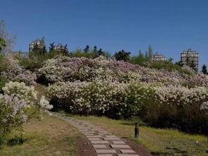 丁香医生 第3张 丁香医生 第3张